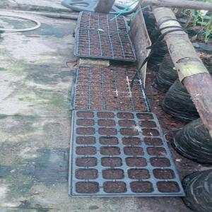 Kebun Halaman Belakang - Thumbnail 13