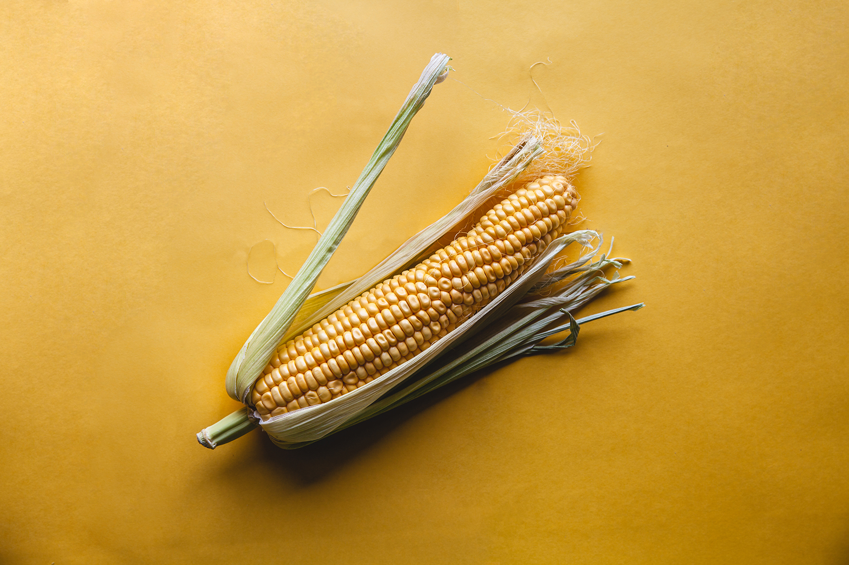 Tips Bercocok Tanam Jagung agar Hasil Melimpah