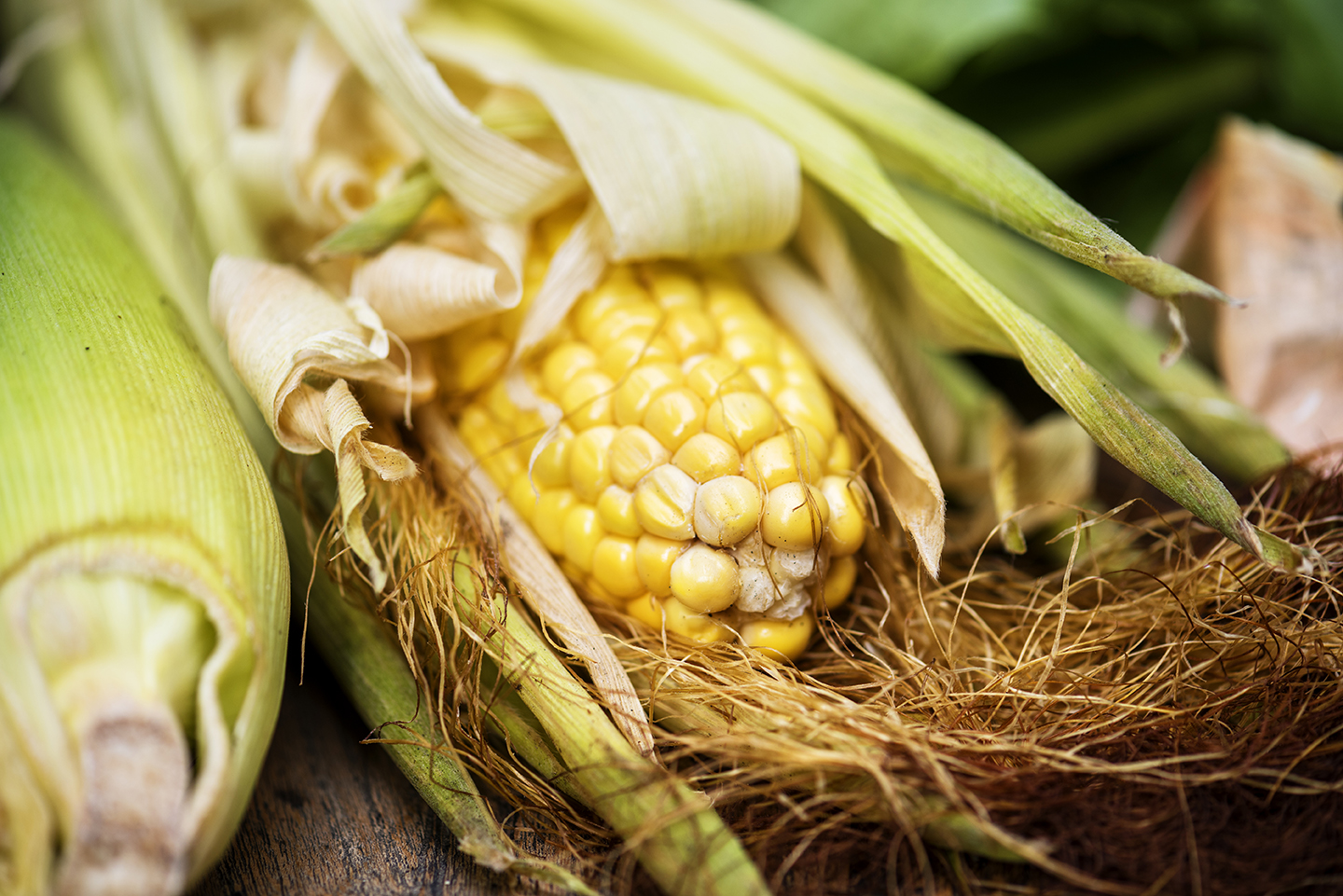Jenis Penyakit pada Tanaman Jagung dan Dampaknya