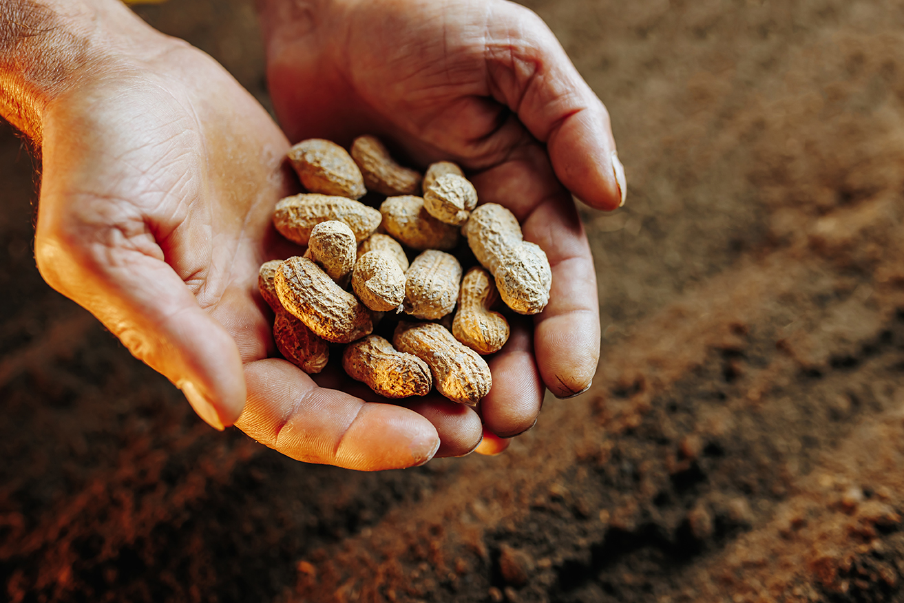 Tips Pengendalian Penyakit dan Hama pada Tanaman Kacang Tanah