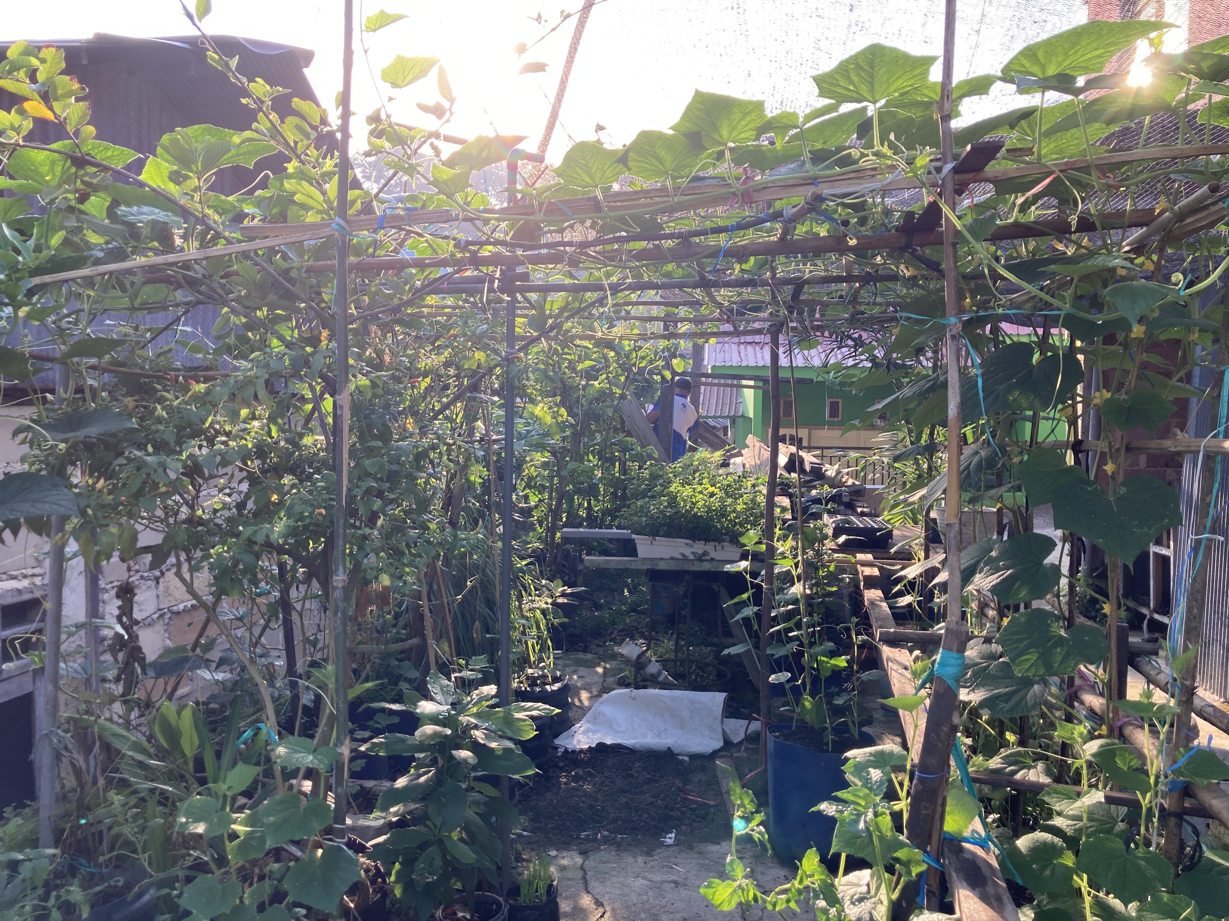 Kebun Halaman Belakang