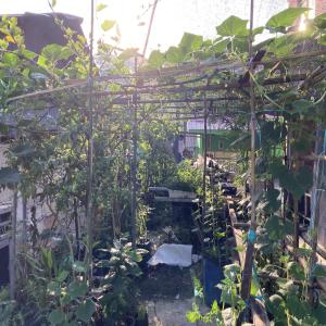 Kebun Halaman Belakang - Thumbnail 5