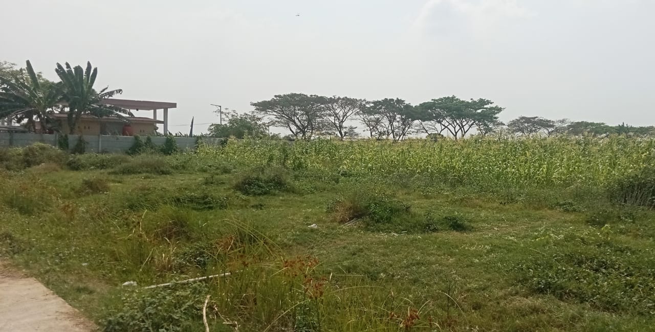 kebun jagung manis
