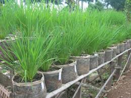 Padi Dalam Pot