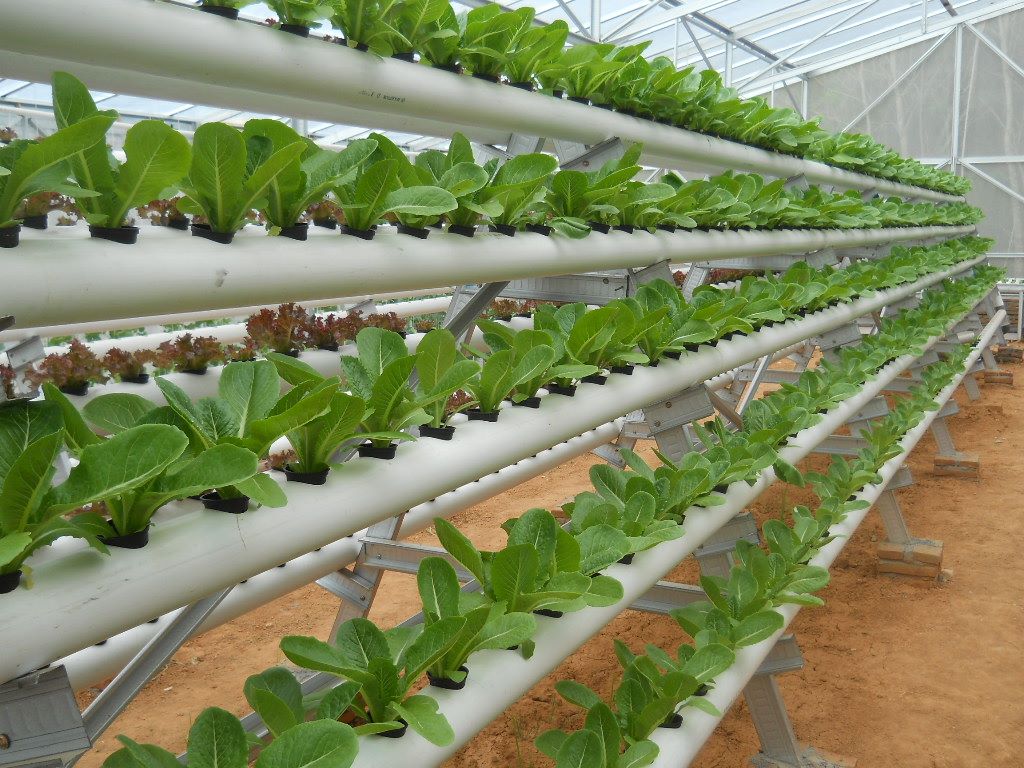 Kebun Cileungsi
