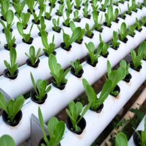 Kebun Halaman Belakang - Thumbnail 1