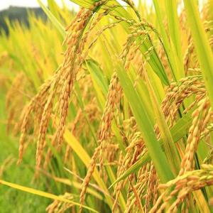 Kebun Halaman Belakang - Thumbnail 2