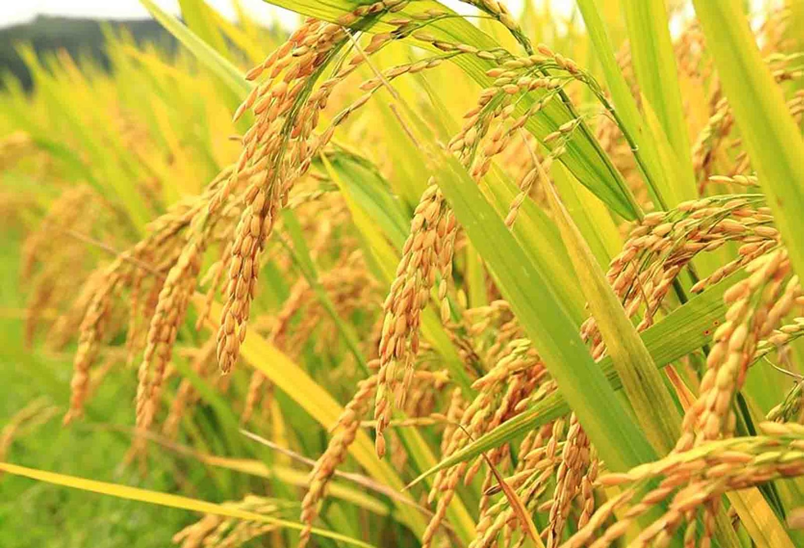Kebun Halaman Belakang - Image 3