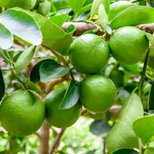 Kebun Halaman Belakang - Thumbnail 4