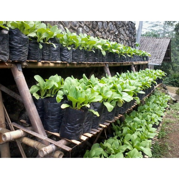 Kebun Halaman Belakang - Image 6